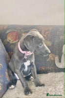 Mixed Breed dogs Beautiful Saluki x Whippet puppies - Advert 6