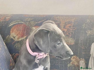 Mixed Breed dogs Beautiful Saluki x Whippet puppies - Advert 6