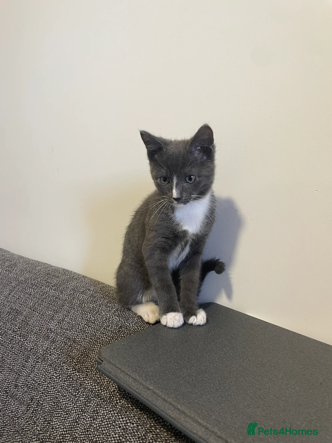 Mixed Breed cats for sale: Lovely Male Kitten - Advert 4