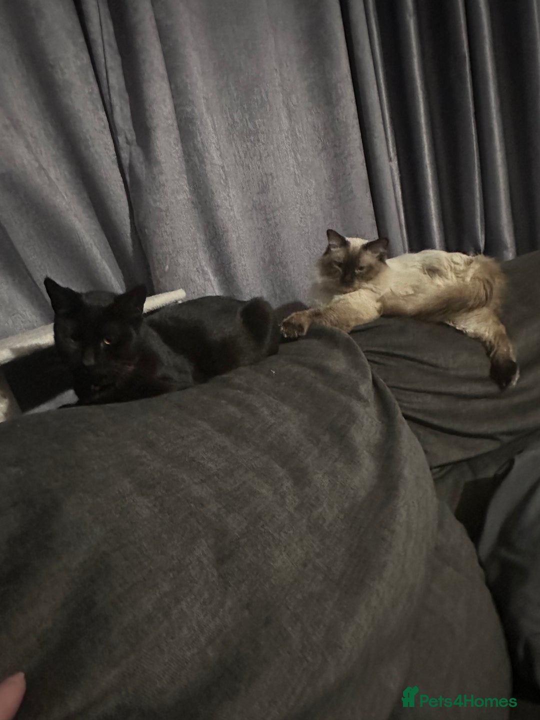 Ragdoll cats for sale: 6 Beautiful Ragdoll cross Domestic shorthair - Advert 7