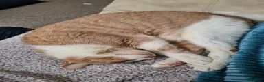Domestic Shorthair 1