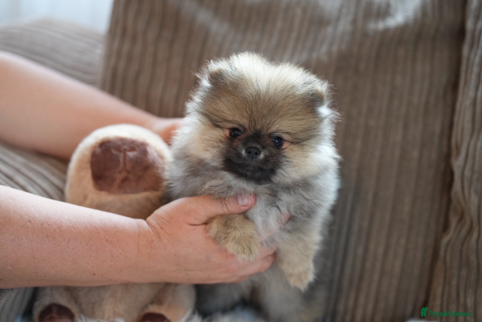 Pomeranian dogs Four small cute pups  - Advert 4