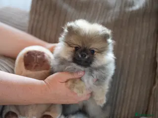 Pomeranian dogs Four small cute pups - Advert 16