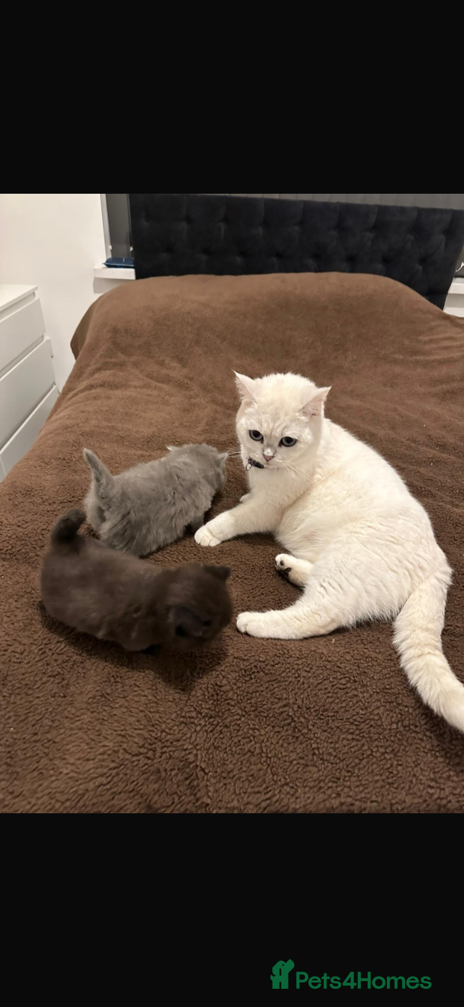 British Shorthair cats Top Quality British Shorthair kittens - Advert 1