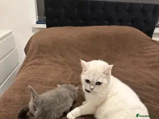 British Shorthair cats Top Quality British Shorthair kittens - Advert 4