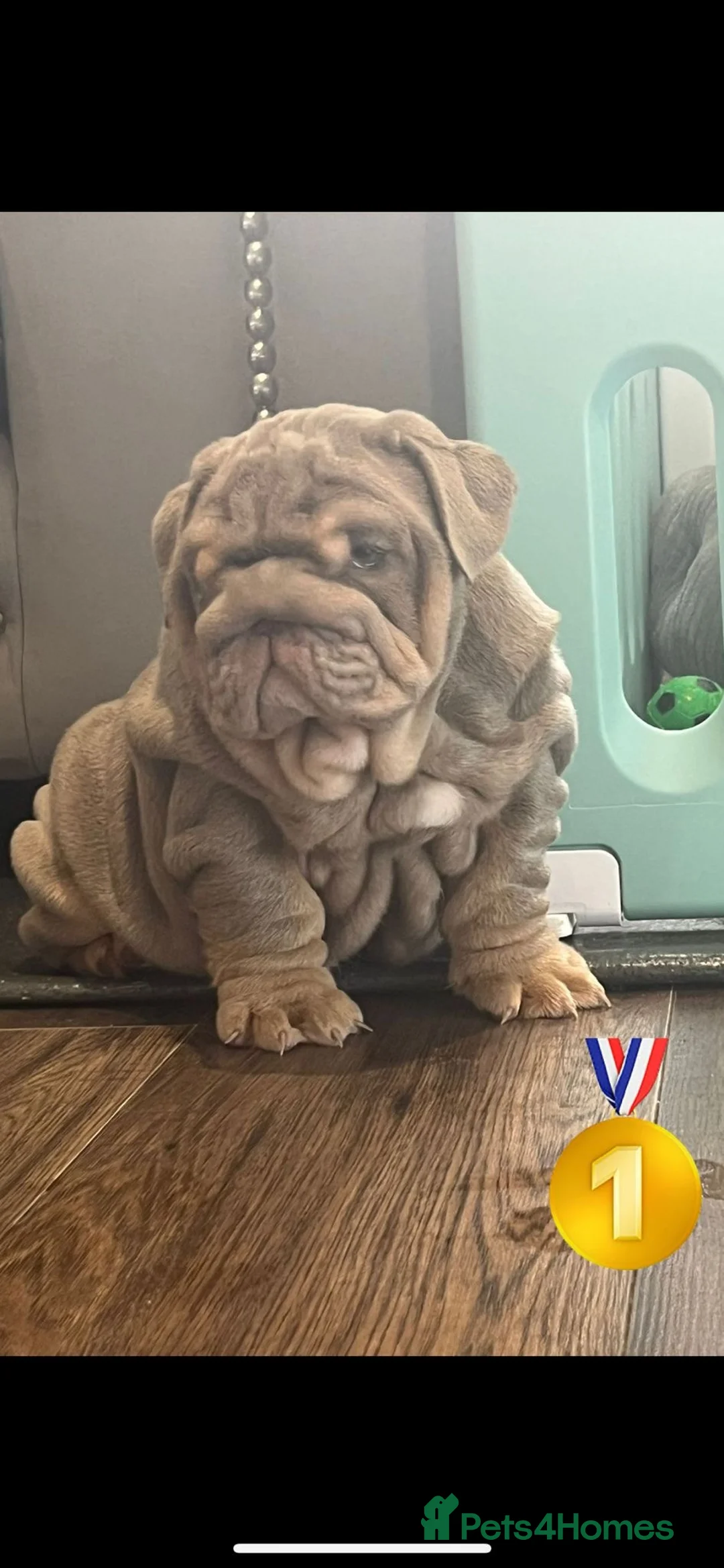 English Bulldog dogs for sale: Outstanding English Bulldog Pups - Advert 1