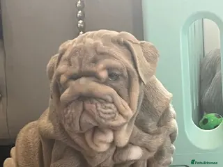 English Bulldog dogs Outstanding English Bulldog Pups - Advert 2