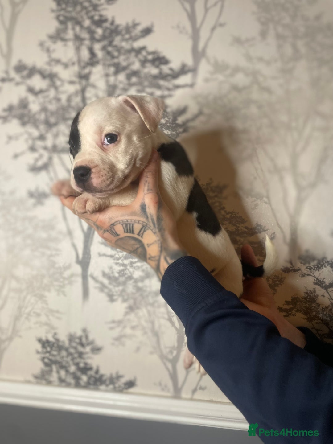 Shorty Bull dogs for sale: Proper pocket bully’s - Advert 24