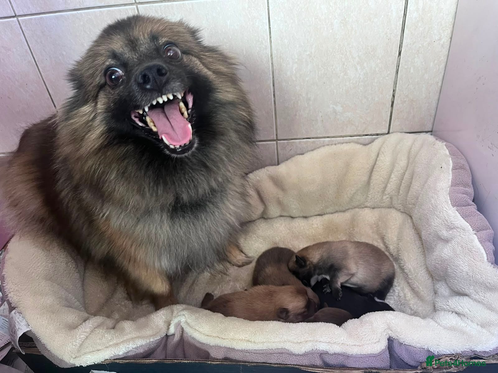 German Spitz dogs Beautiful Litter of German Spitz Mittel'serman - Advert 2