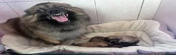German Spitz dogs for sale: Beautiful Litter of German Spitz Mittel'serman in Bury Saint Edmunds - Advert 2