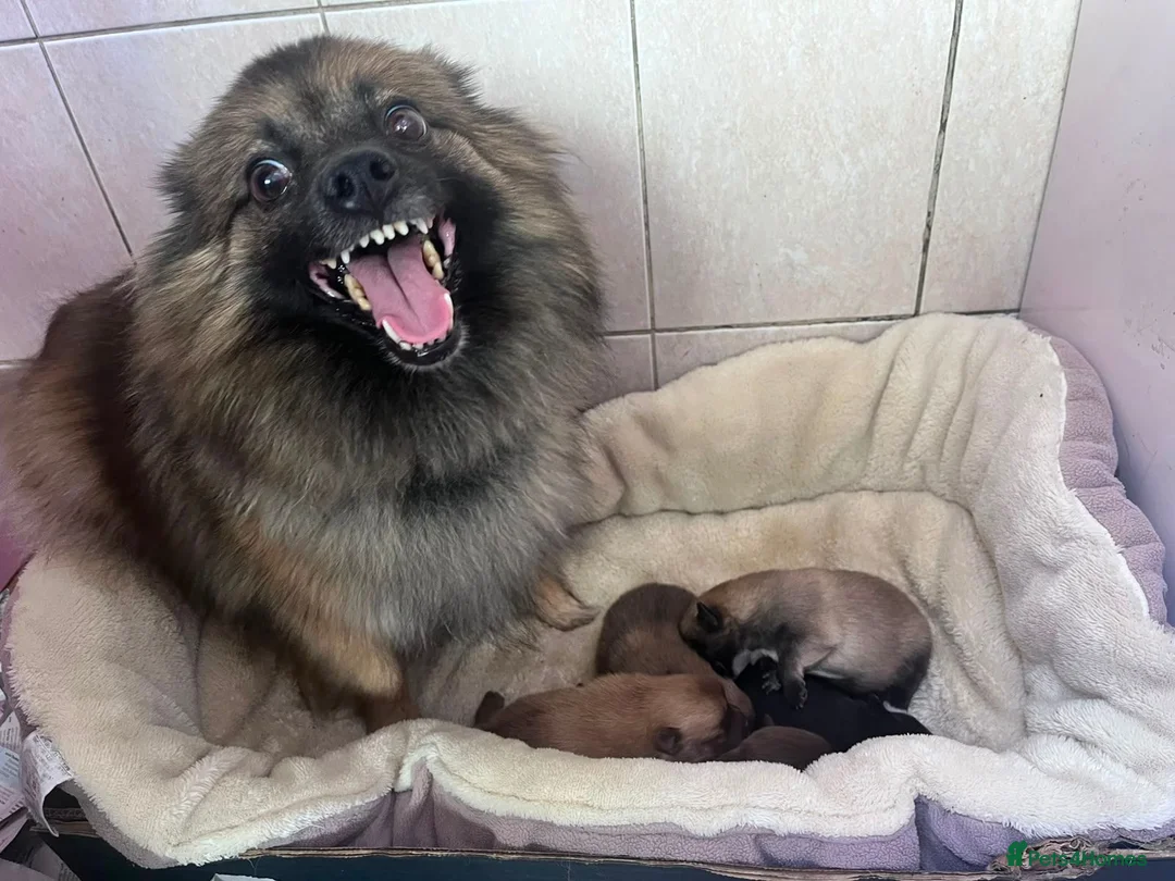 German Spitz dogs for sale: Beautiful Litter of German Spitz Mittel'serman in Bury Saint Edmunds - Advert 2