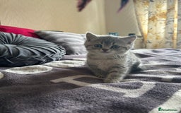 British Shorthair cats for sale: British shorthair kittens  - Image 4