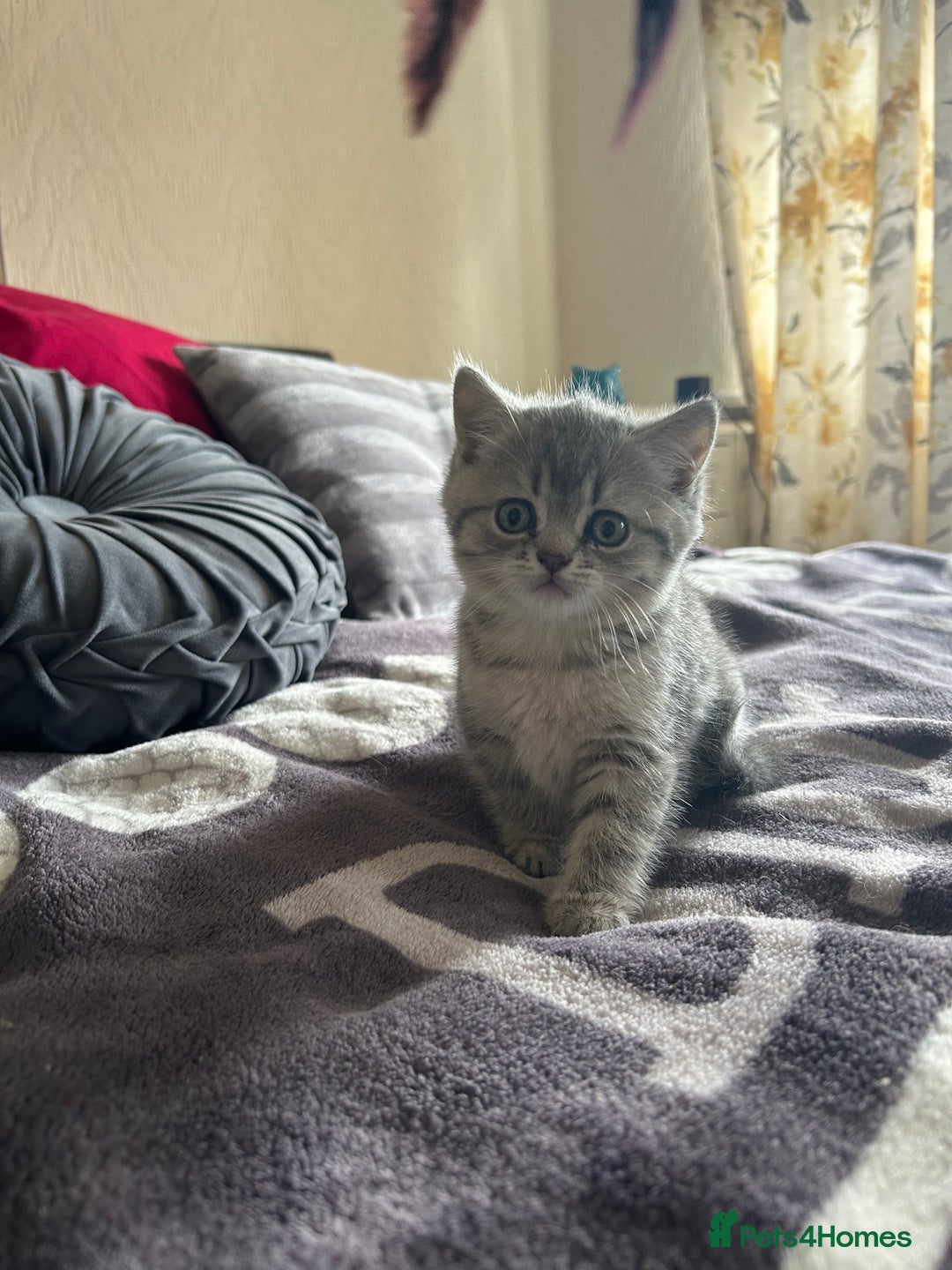 British Shorthair cats for sale: British shorthair kittens  - Image 4