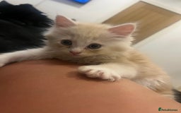 Persian cats for sale: Persian kitten for sale - Image 2
