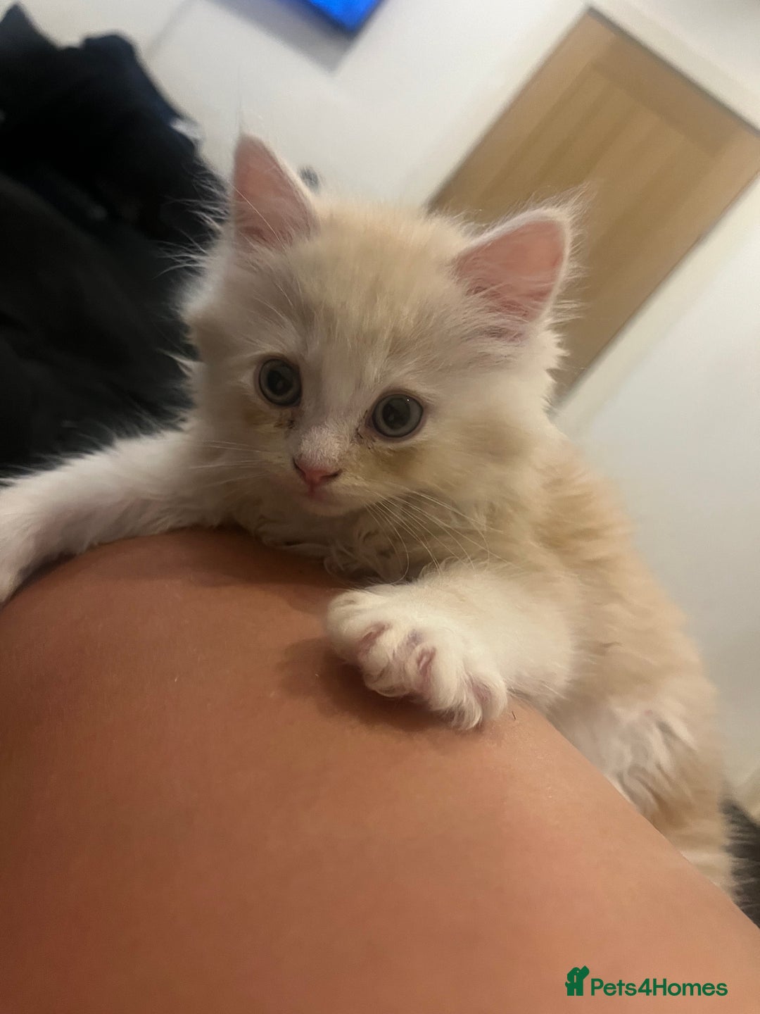 Persian cats for sale: Persian kitten for sale - Image 2