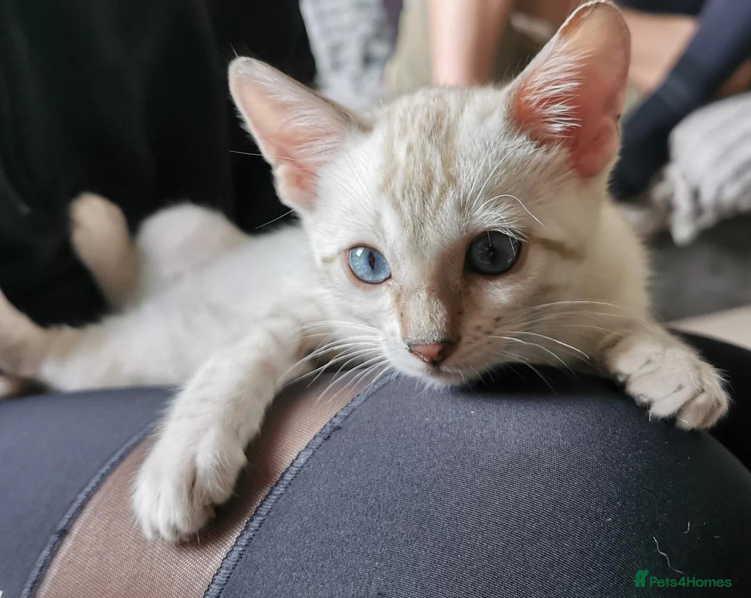 Bengal cats for sale: Stunning TICA Registered Bengal Kittens - Advert 1