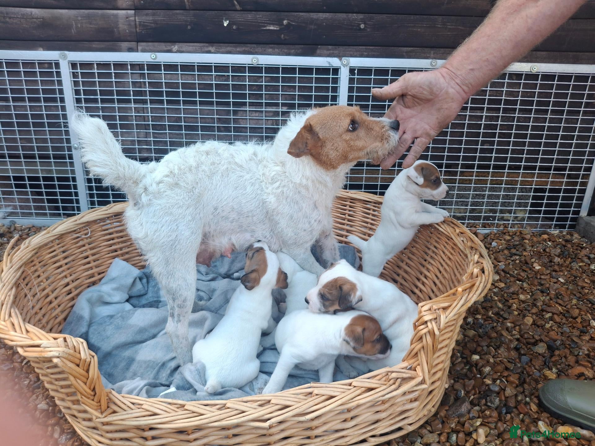 Jack Russell dogs Traditional Jack Russell Terrier pups - Advert 2