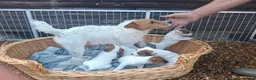 Jack Russell dogs for sale: Traditional Jack Russell Terrier pups - Advert 2