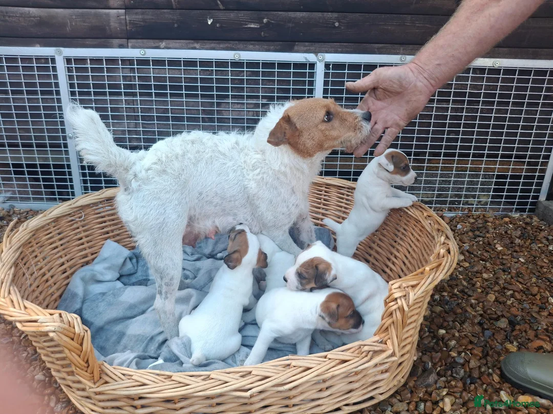 Jack Russell dogs for sale: Traditional Jack Russell Terrier pups - Advert 2