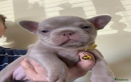 French Bulldog dogs for sale: LAST Girl KC  French Buldog in Crewe - Image 12