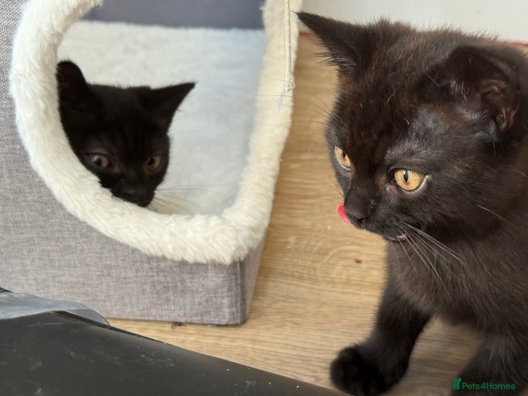 British Shorthair cats for sale: Full BSH kittens ready to leave now, 14 weeks old - Image 26