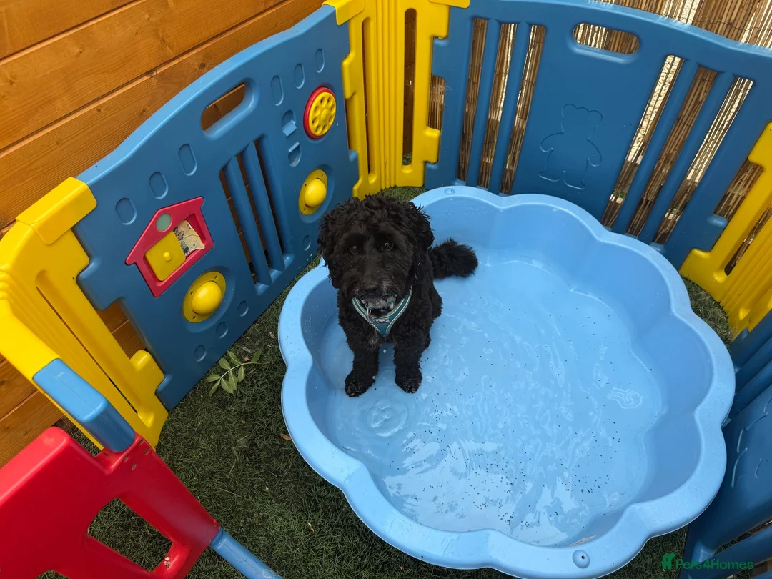 Cockapoo dogs for stud: ‼️STUD AVAILABLE & PROVEN‼️ - Advert 2