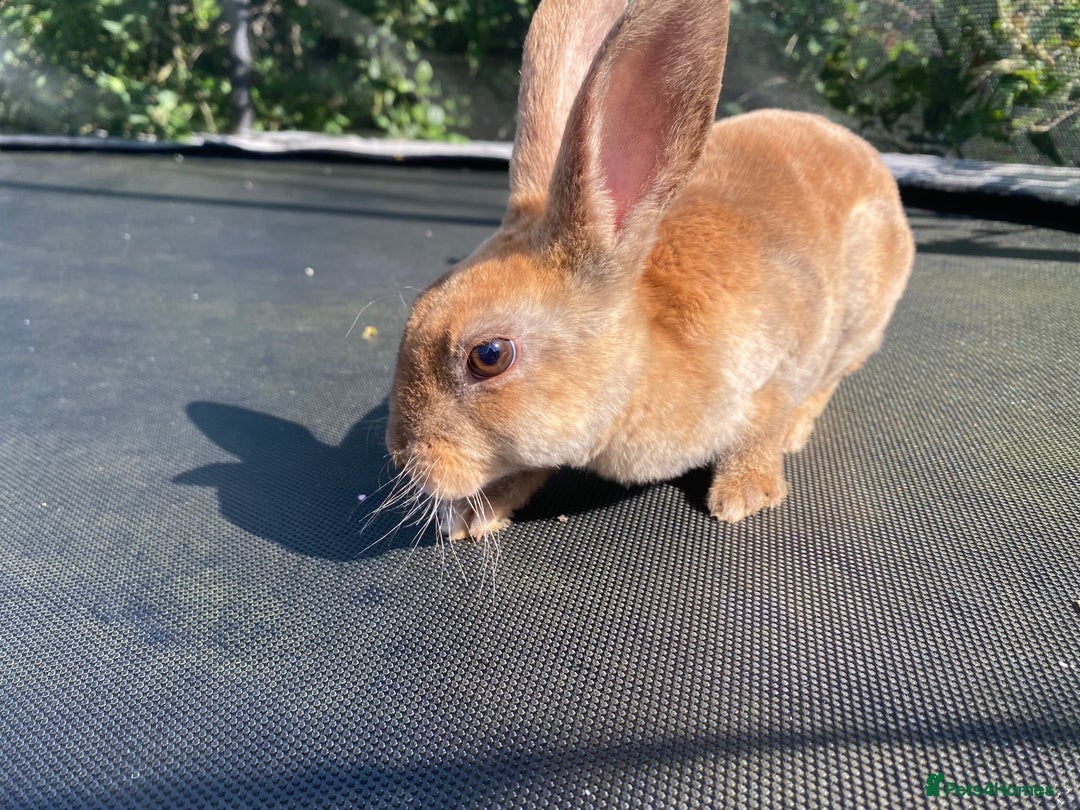 Rex rabbits for sale: Last mini Rex Rabbit available & ready now!!! in Wotton-under-Edge - Image 8