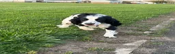 Cocker Spaniel dogs for sale: Keo 10 month male cocker spaniel  - Advert 5