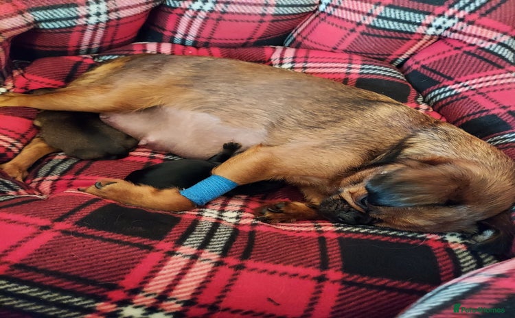 Mixed Breed dogs - Advert 2