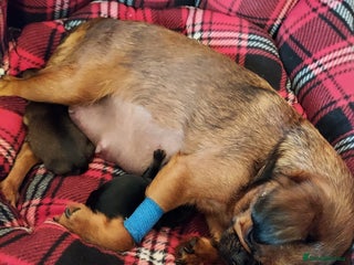 Mixed Breed dogs - Advert 2