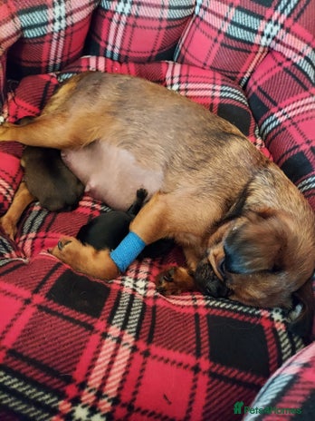 Mixed Breed dogs - Advert 1