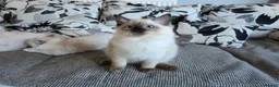 Ragdoll cats for sale: 2 ADULT GIRLS LOOKING FOR NEW HOMES - Advert 3