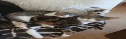 Mixed Breed cats for sale: Looking for a Home – Free to the Right Family  - Advert 2