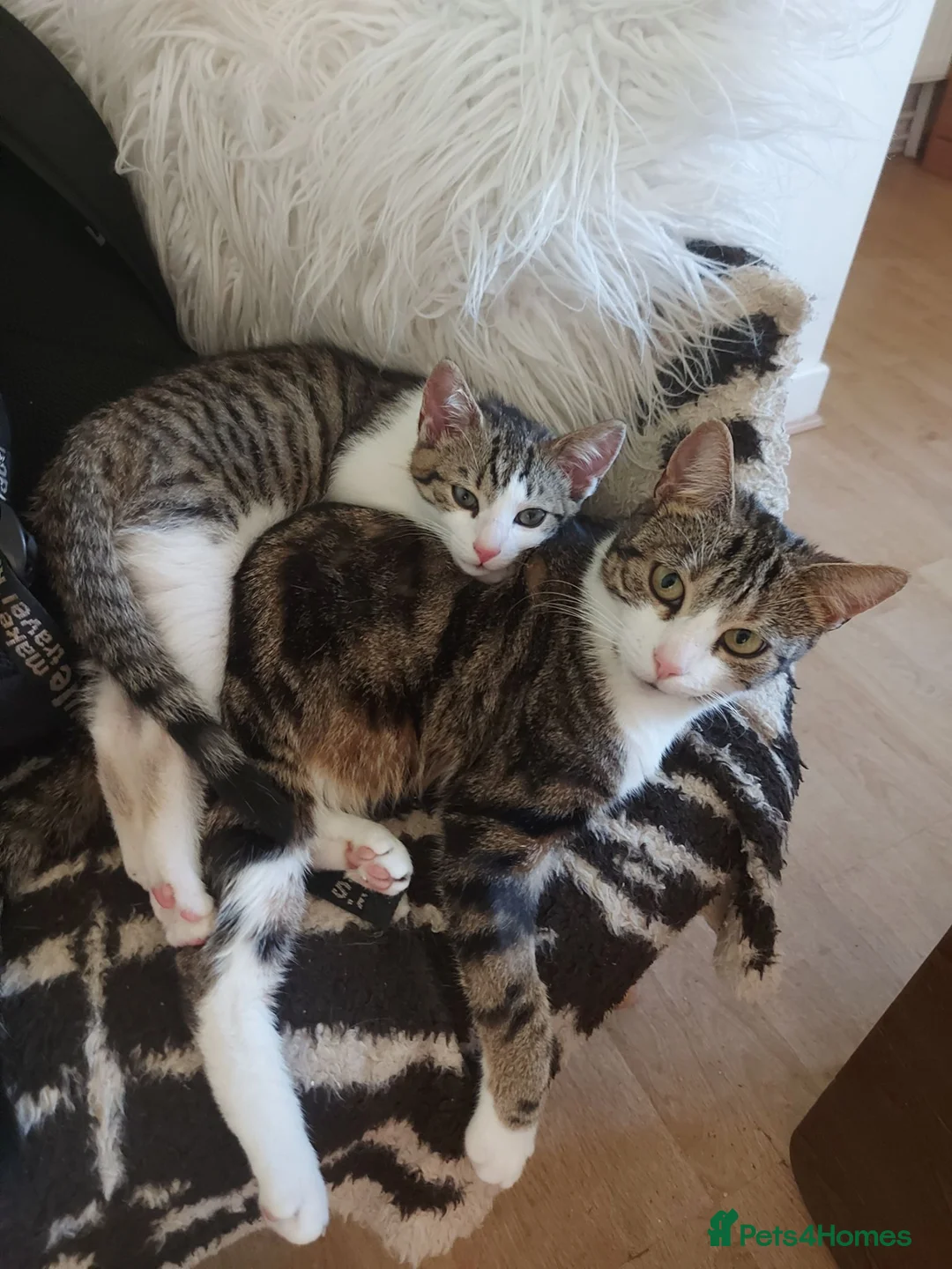 Mixed Breed cats for sale: Looking for a Home – Free to the Right Family  - Advert 2