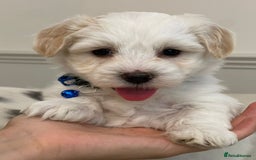 Coton De Tulear dogs for sale: Adorable Havaton puppies  - Image 10