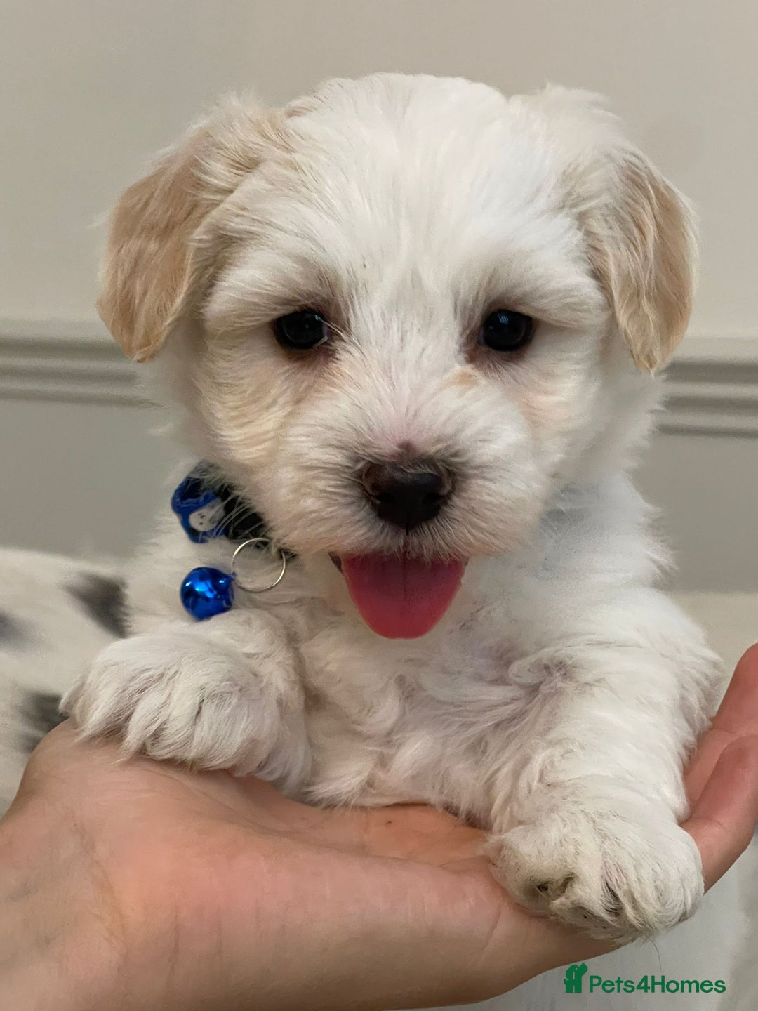 Coton De Tulear dogs for sale: Adorable Havaton puppies  - Image 10