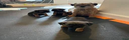 Border Terrier dogs for sale: Border Terrier Puppies in Selkirk - Advert 6