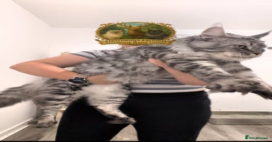 Maine Coon cats - Advert 16