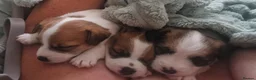 Jack Russell dogs for sale: Pedigree Jack Russell Terrier  in Filey - Advert 15