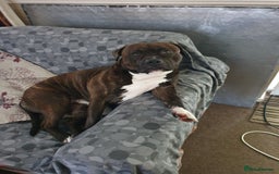 Staffordshire Bull Terrier dogs for sale: Male staffie  - Image 1