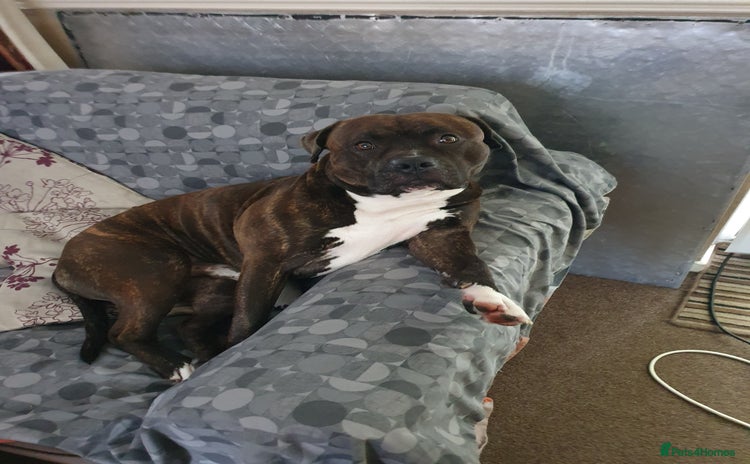 Staffordshire Bull Terrier dogs - Advert 1