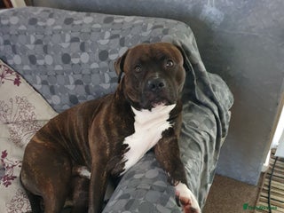 Staffordshire Bull Terrier dogs - Advert 5