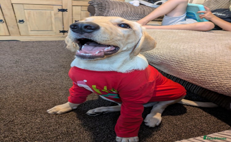 Labrador Retriever dogs 5 month old Labrador, great family dog - Advert 1