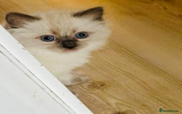 Ragdoll cats for sale: RAGDOLLS KITTENS **INC STARTER PACK & INSURANCE** - Image 6