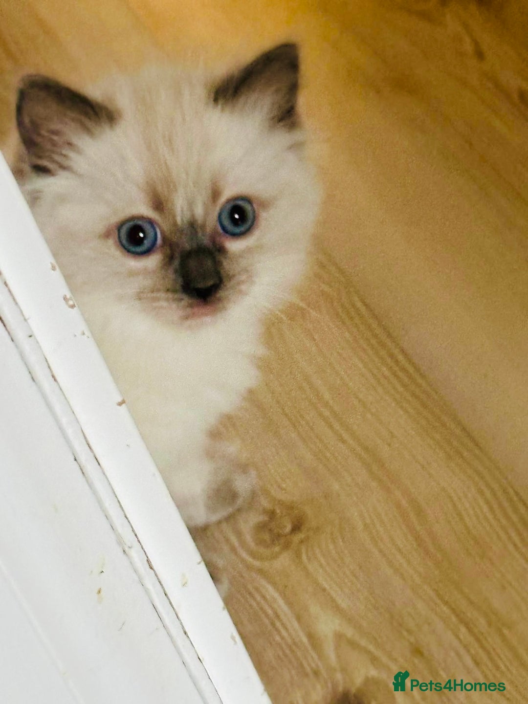 Ragdoll cats for sale: RAGDOLLS KITTENS **INC STARTER PACK & INSURANCE** - Image 6