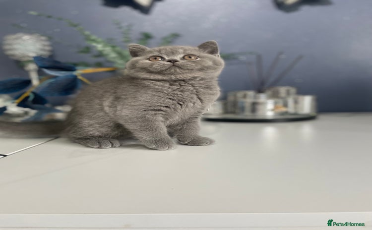 British Shorthair cats - Advert 2