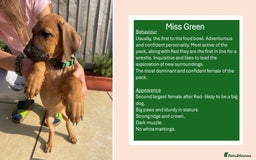 Rhodesian Ridgeback dogs for sale: Pedigree Ridgeback Puppies - READY FOR NEW HOMES in Scunthorpe - Image 2
