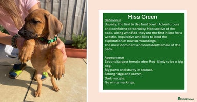 Rhodesian Ridgeback dogs in Scunthorpe - Advert 3