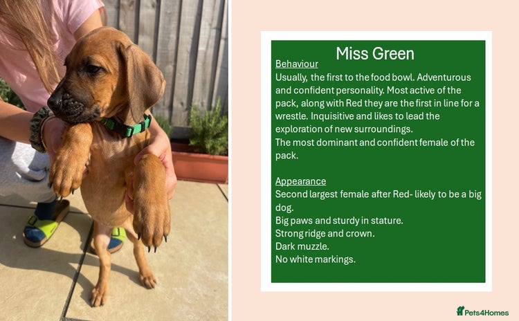 Rhodesian Ridgeback dogs in Scunthorpe - Advert 2