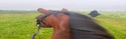 English Thoroughbred horses for sale: 16.1hh Weatherby’s reg TB Mare  - Advert 3